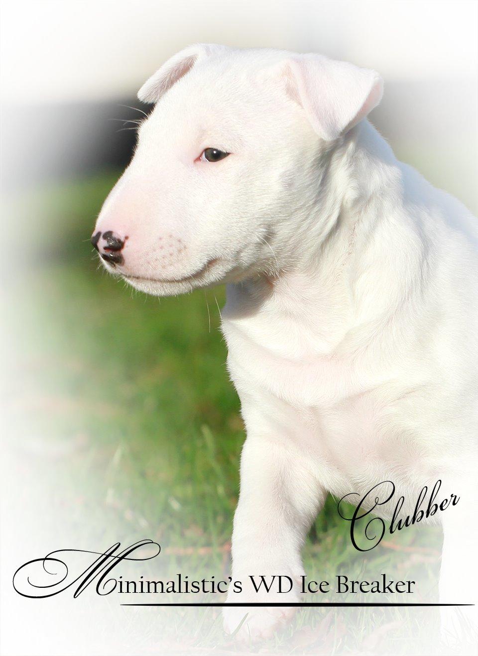 Bullterrier miniature Minimalistic`s WD Icebreaker "Clubber" billede 4