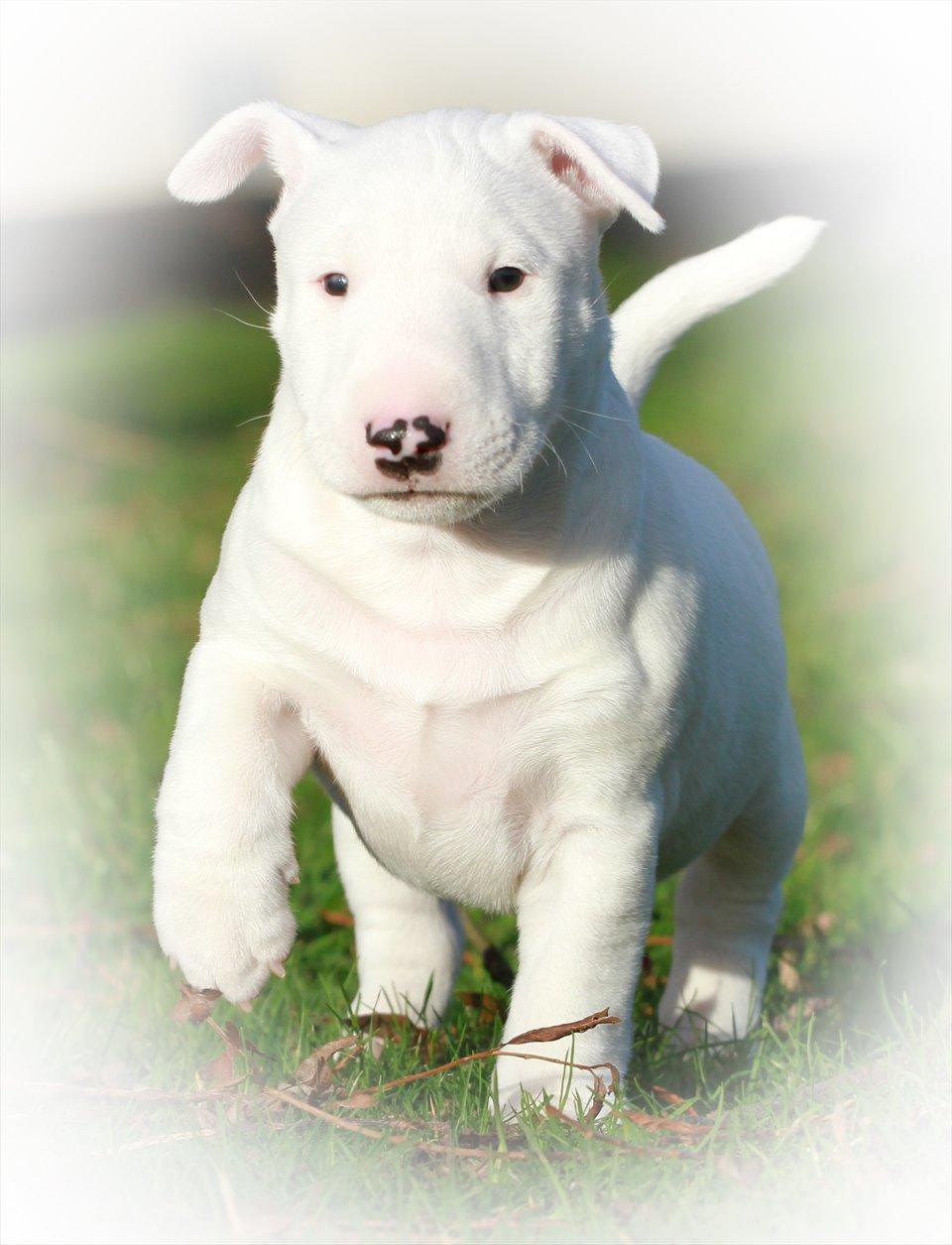 Bullterrier miniature Minimalistic`s WD Icebreaker "Clubber" billede 5