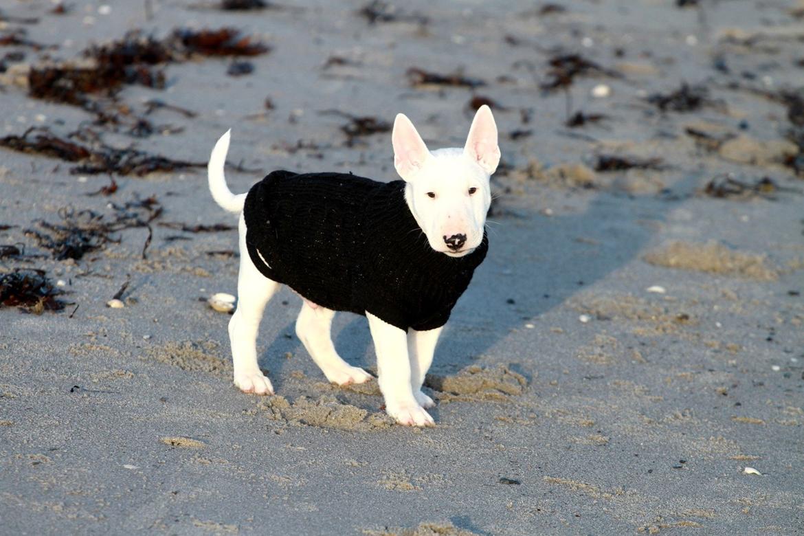 Bullterrier miniature Minimalistic`s WD Icebreaker "Clubber" billede 6