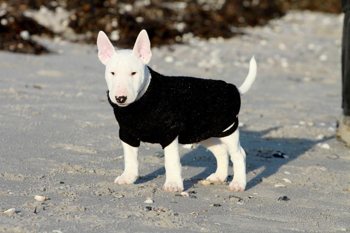 Bullterrier miniature Minimalistic`s WD Icebreaker "Clubber" billede 8