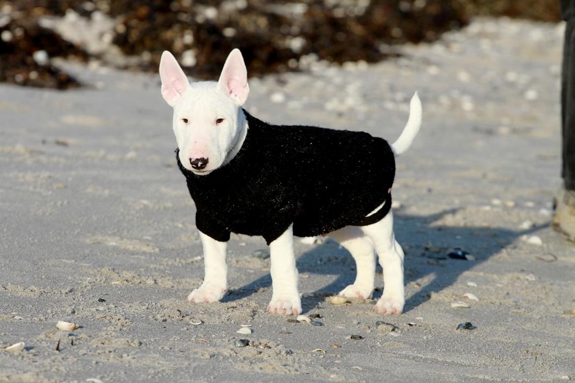 Bullterrier miniature Minimalistic`s WD Icebreaker "Clubber" billede 9