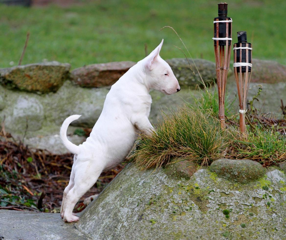 Bullterrier miniature Minimalistic`s WD Icebreaker "Clubber" billede 10