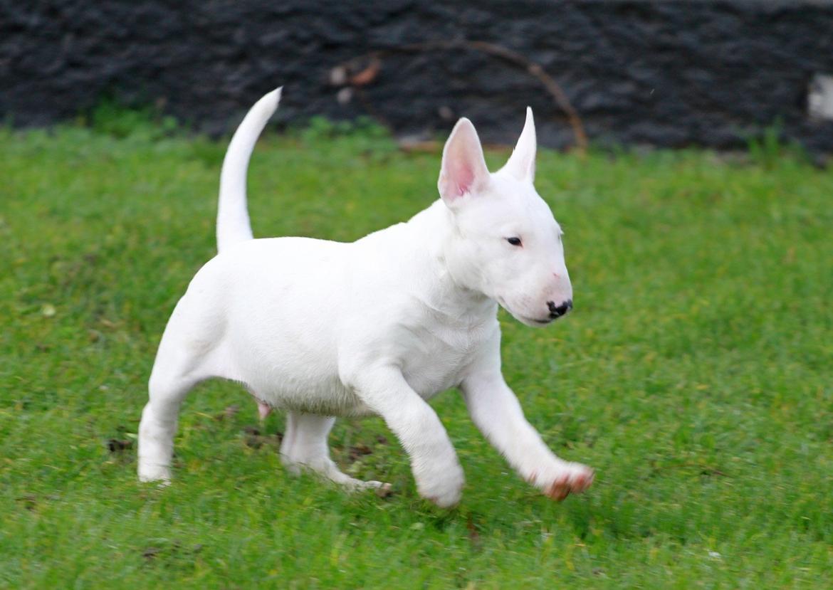 Bullterrier miniature Minimalistic`s WD Icebreaker "Clubber" billede 12