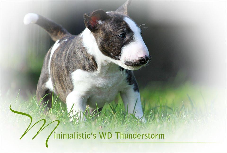 Bullterrier miniature Minimalistic`s WD Thunderstorm "Tsunami" billede 2