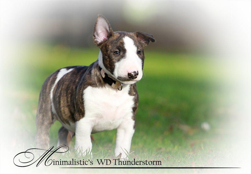 Bullterrier miniature Minimalistic`s WD Thunderstorm "Tsunami" billede 3