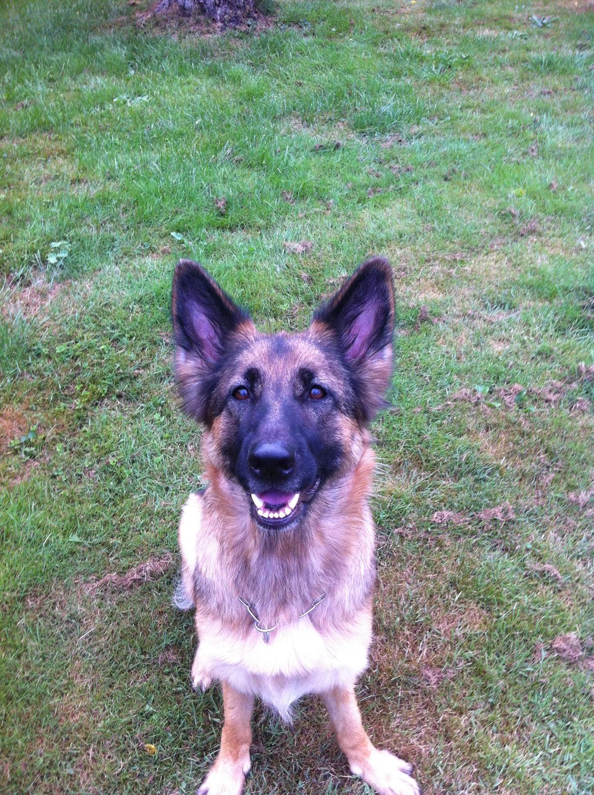 Schæferhund Zindy - Smukke hund <3 billede 2