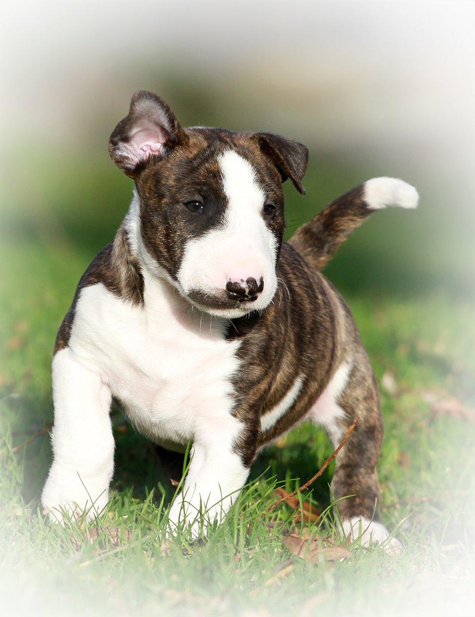 Bullterrier miniature Minimalistic`s WD Thunderstorm "Tsunami" billede 5