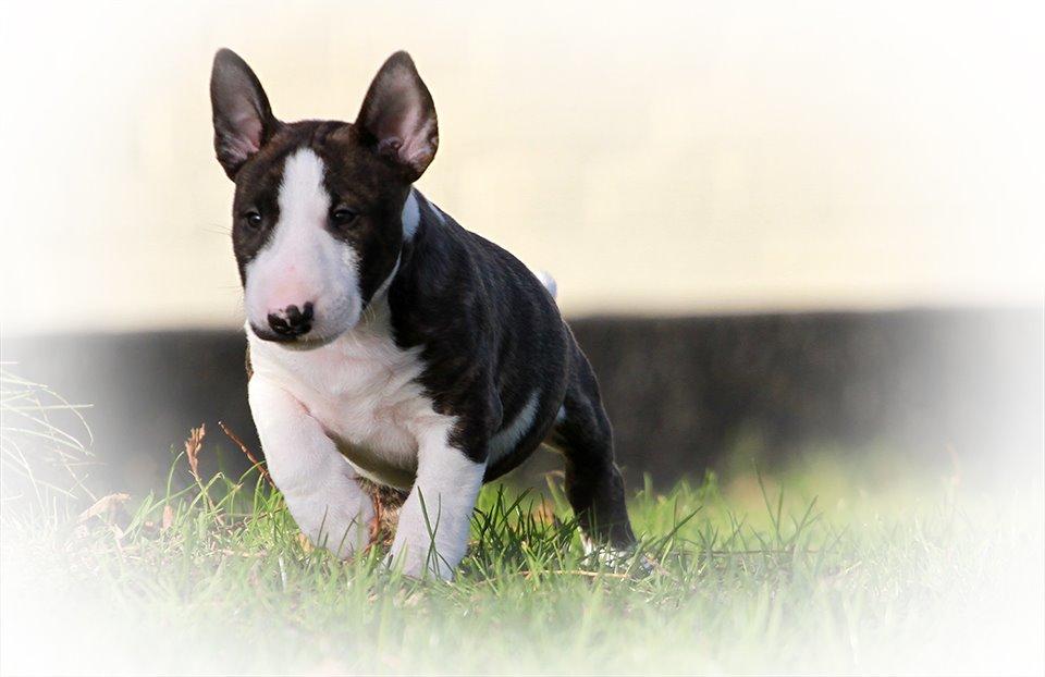 Bullterrier miniature Minimalistic`s WD Thunderstorm "Tsunami" billede 7