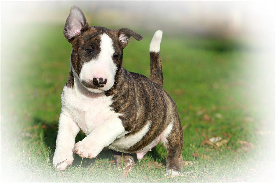 Bullterrier miniature Minimalistic`s WD Thunderstorm "Tsunami" billede 8