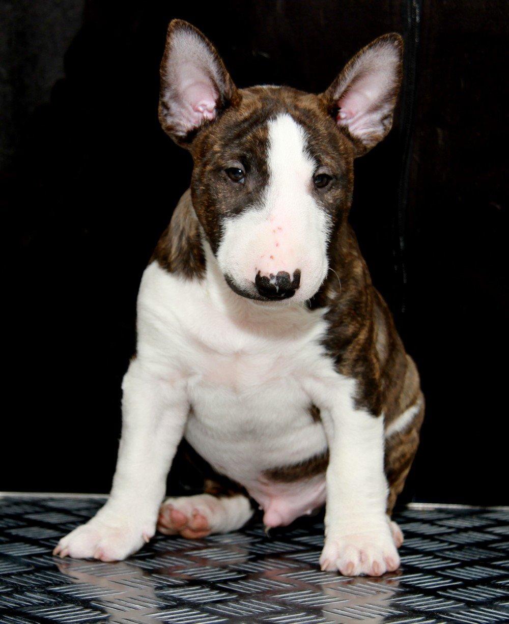 Bullterrier miniature Minimalistic`s WD Thunderstorm "Tsunami" billede 9