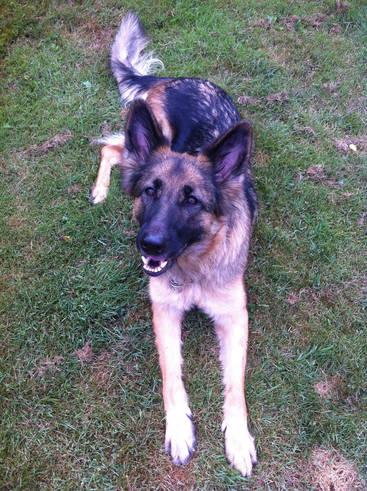 Schæferhund Zindy billede 7