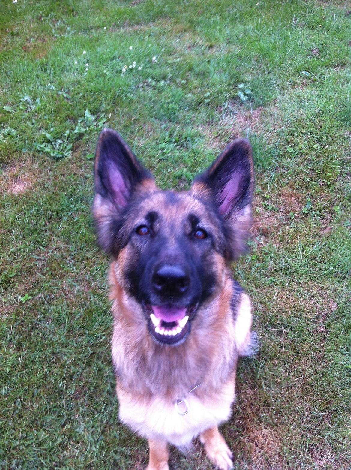 Schæferhund Zindy billede 5