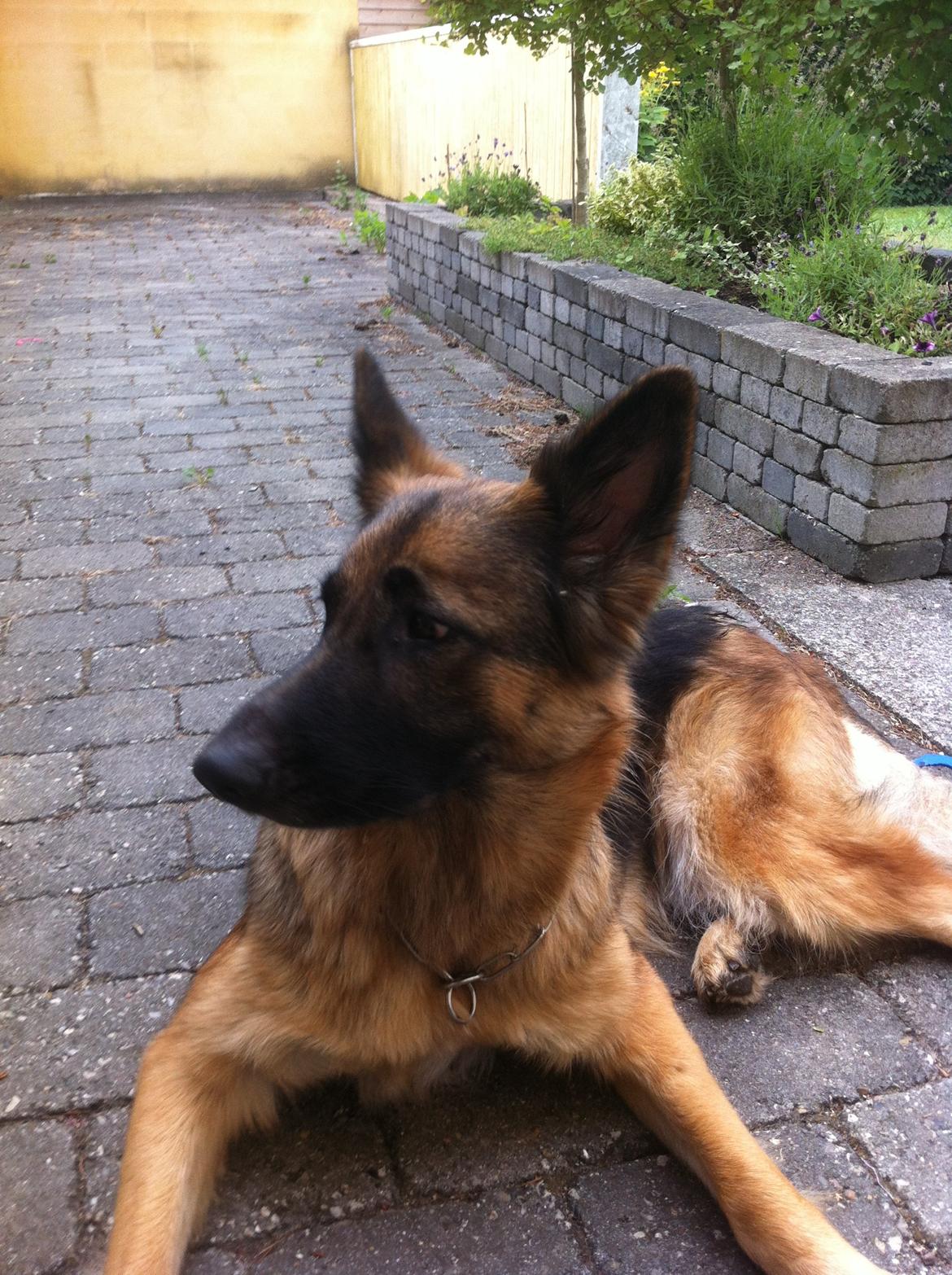 Schæferhund Zindy billede 3