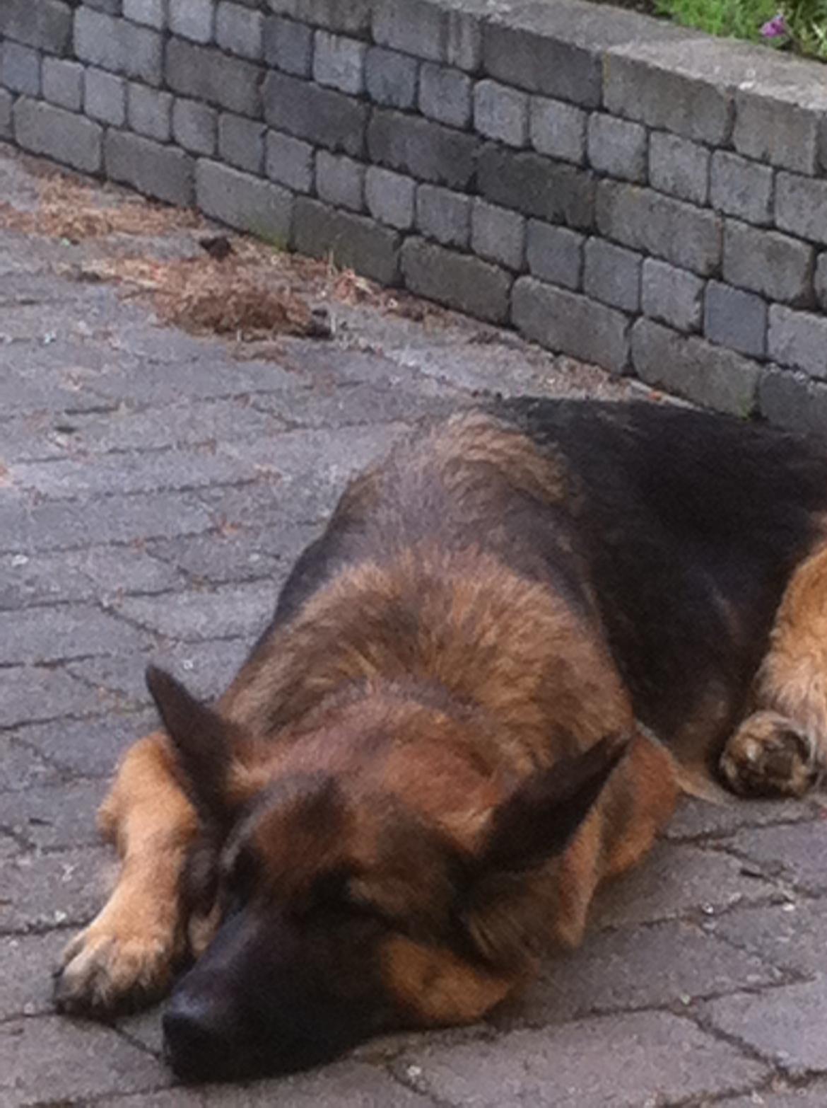 Schæferhund Zindy billede 8