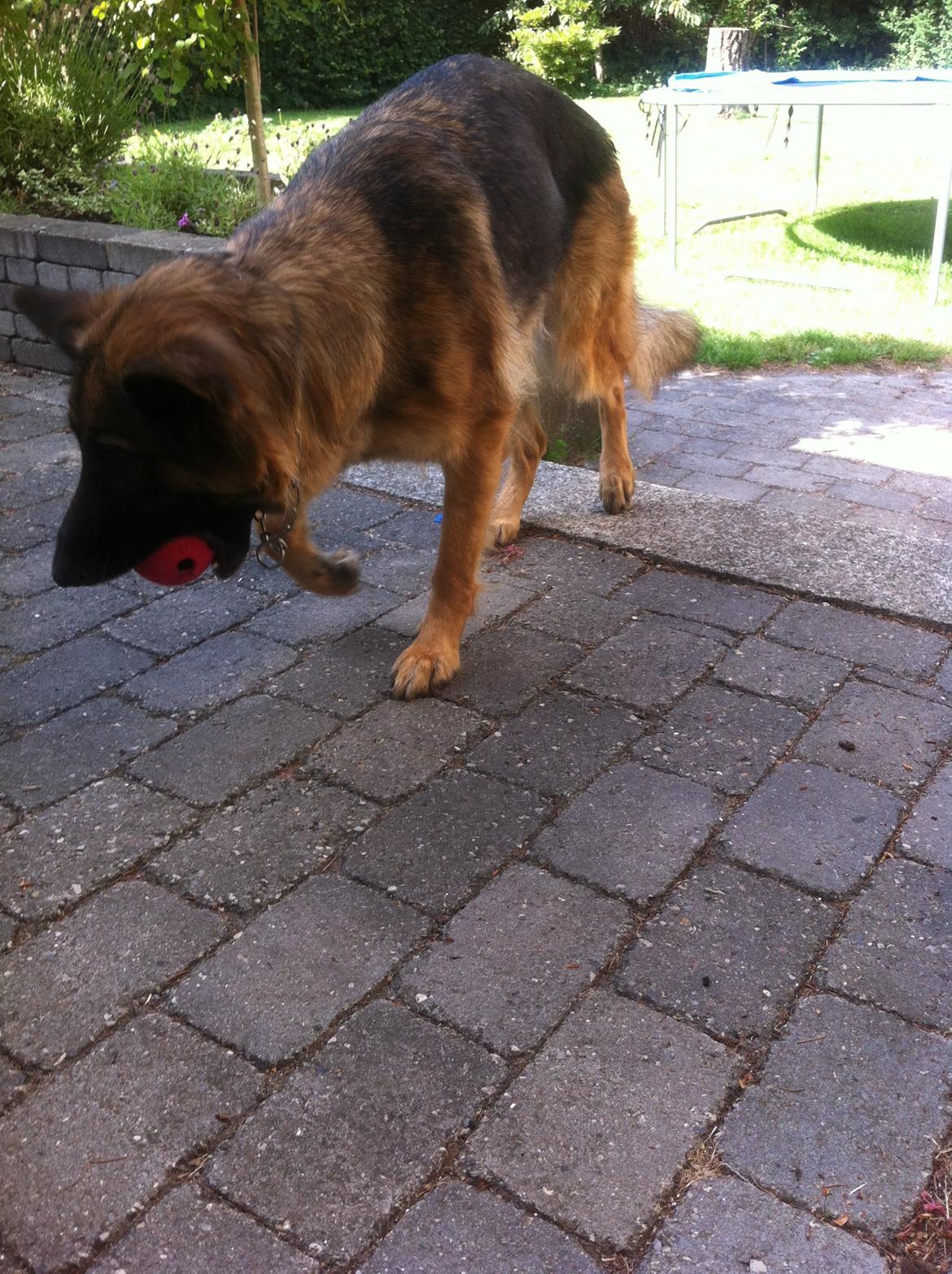 Schæferhund Zindy billede 9