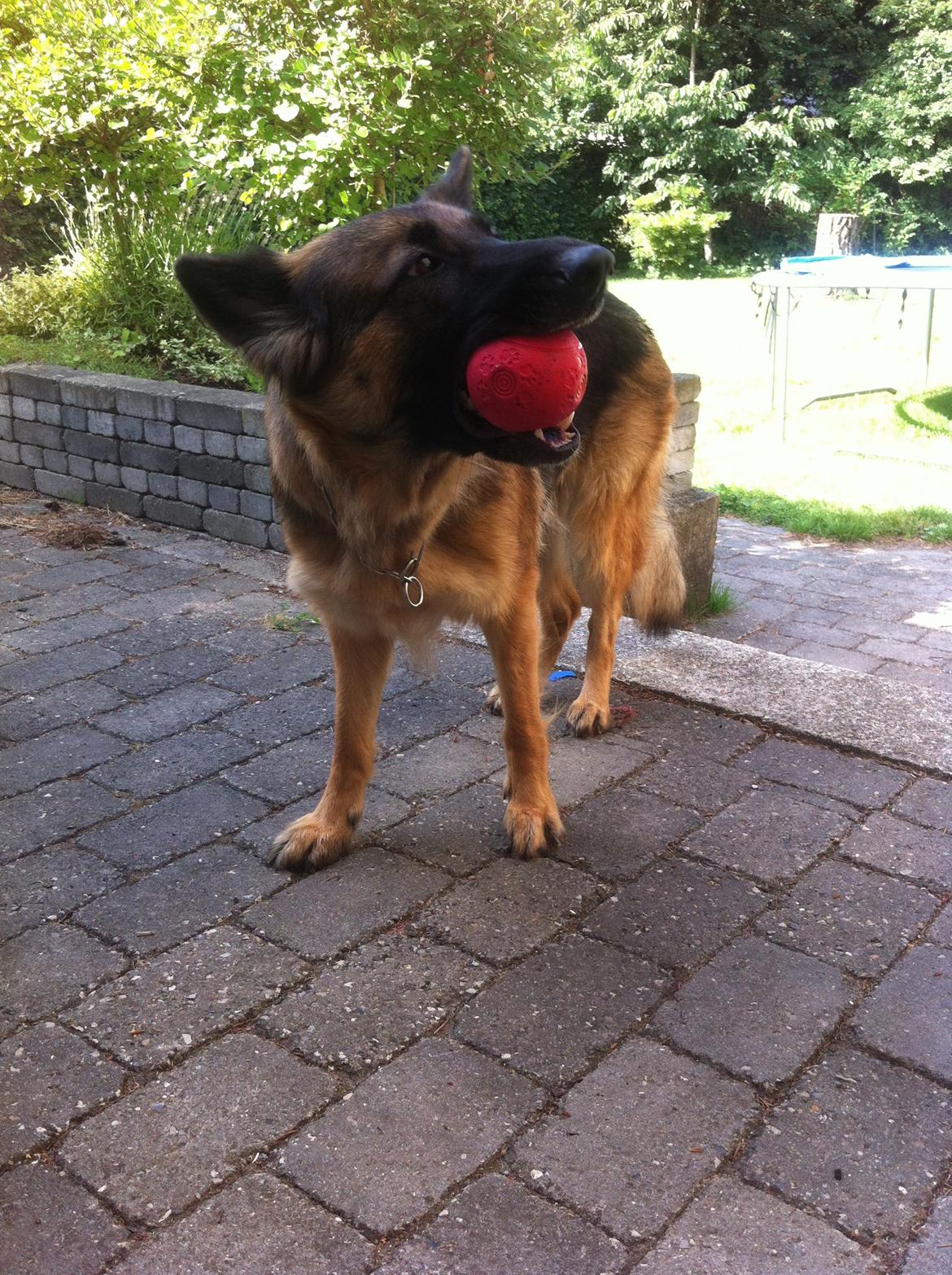 Schæferhund Zindy billede 10