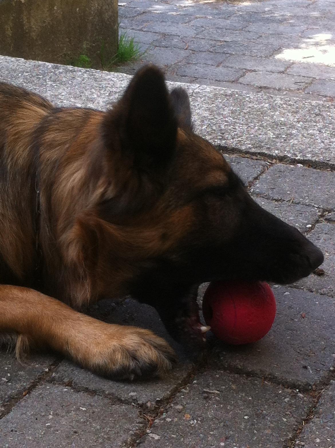 Schæferhund Zindy - Gumle gumle gumle... billede 6