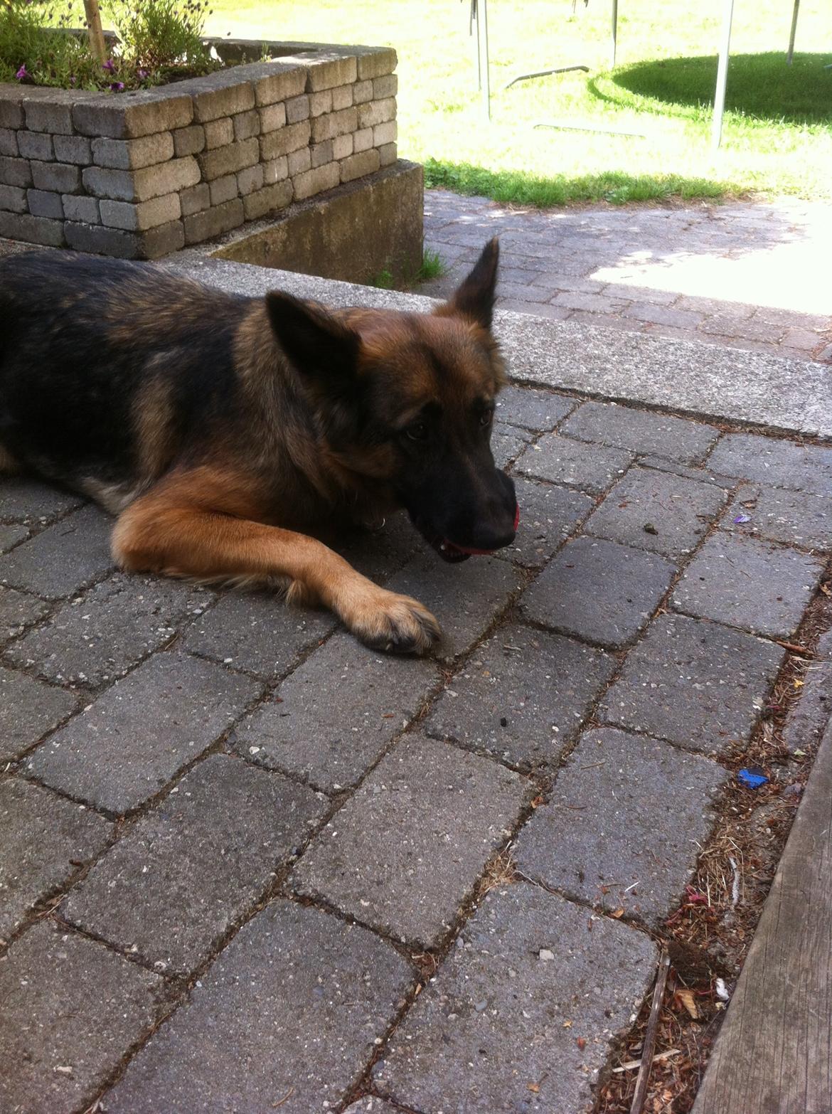 Schæferhund Zindy billede 11