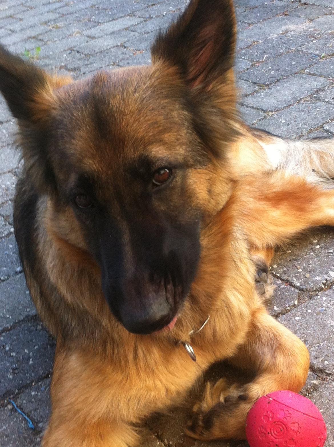 Schæferhund Zindy - Heijj billede 12