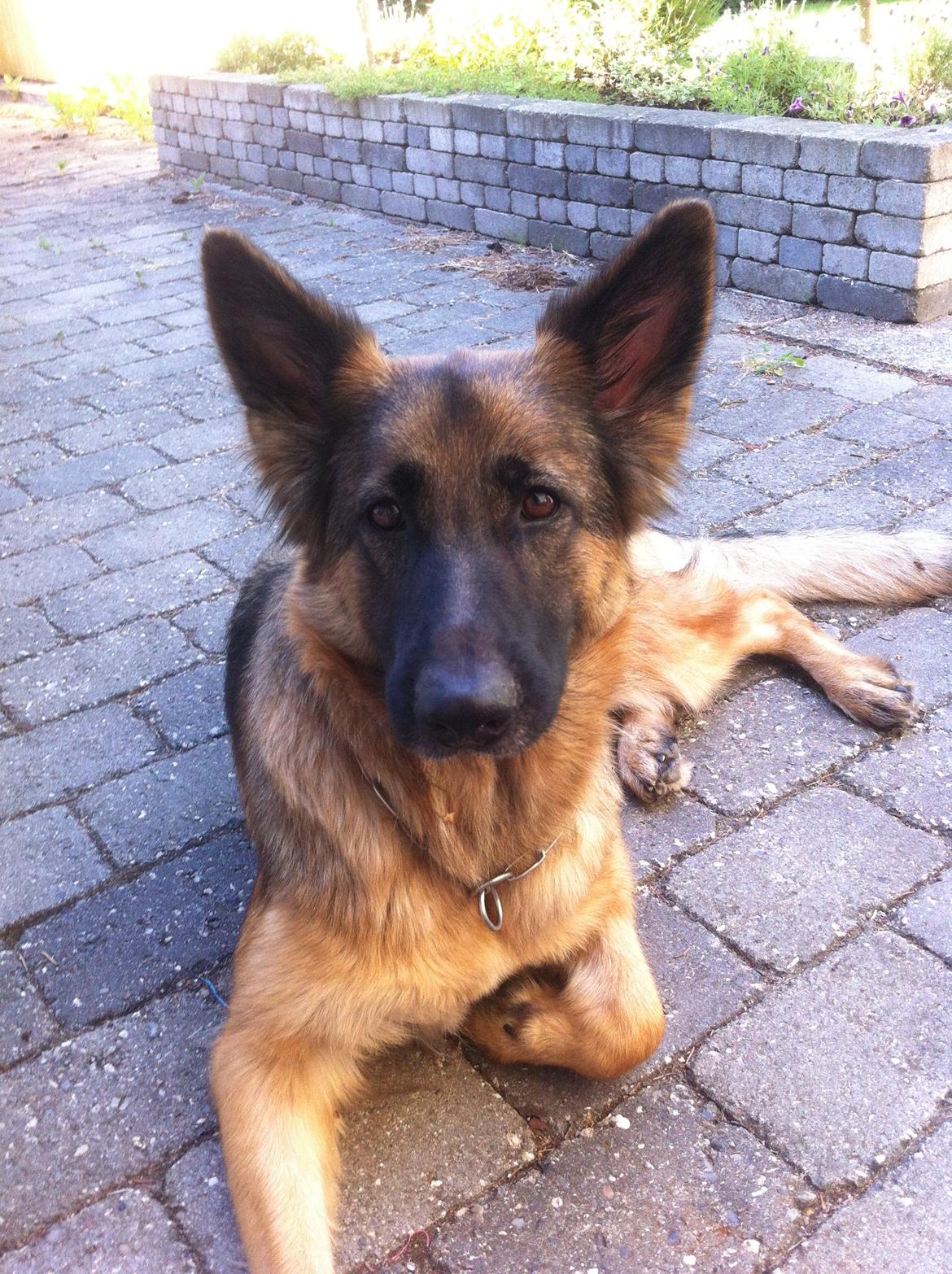 Schæferhund Zindy billede 13