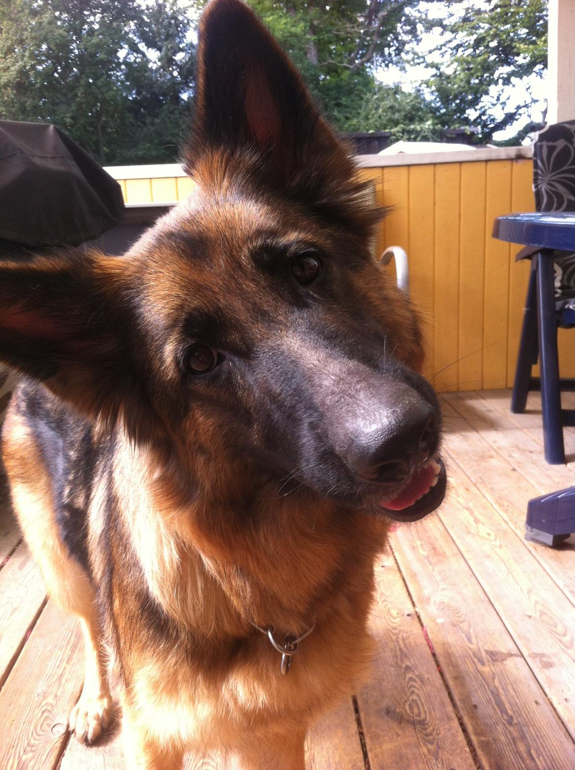 Schæferhund Zindy billede 4