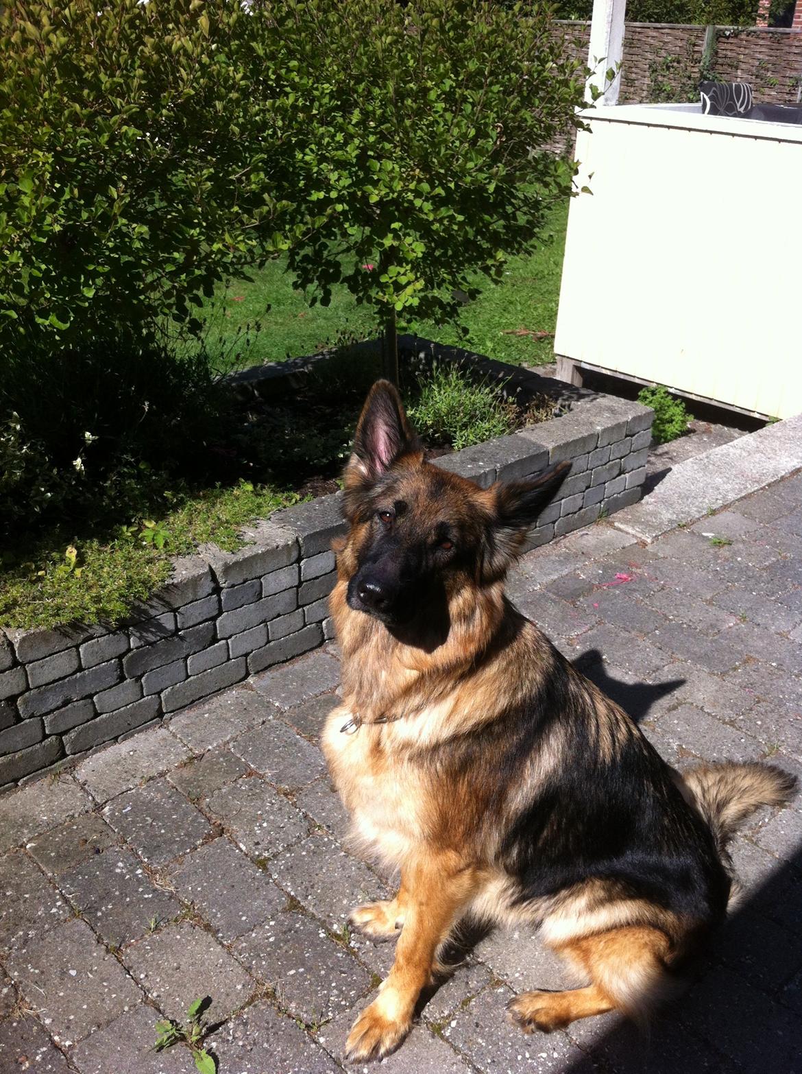 Schæferhund Zindy - SMUK!! billede 14