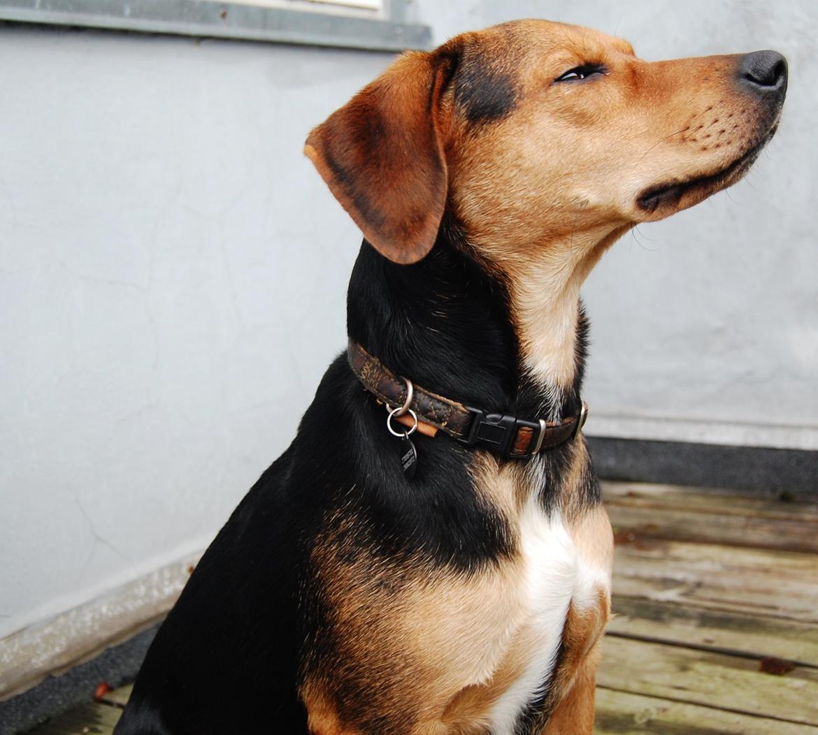 Blanding af racer Jackie billede 9