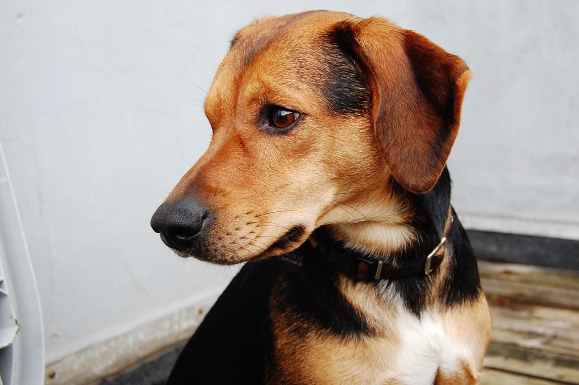 Blanding af racer Jackie billede 14