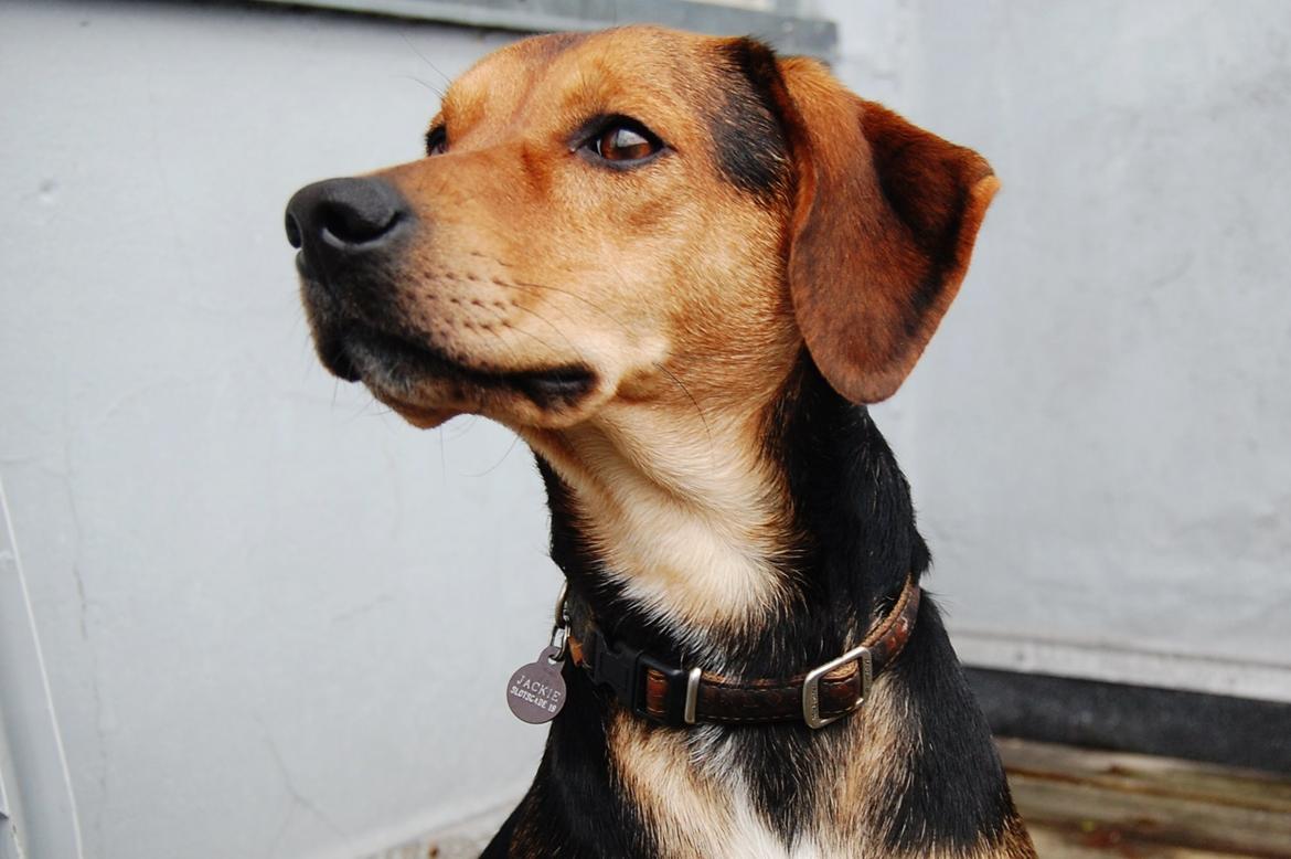 Blanding af racer Jackie billede 3