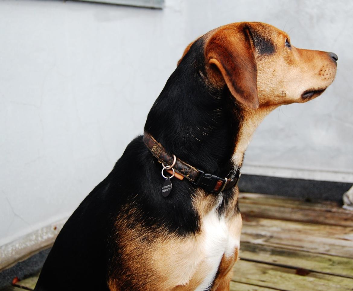 Blanding af racer Jackie billede 5