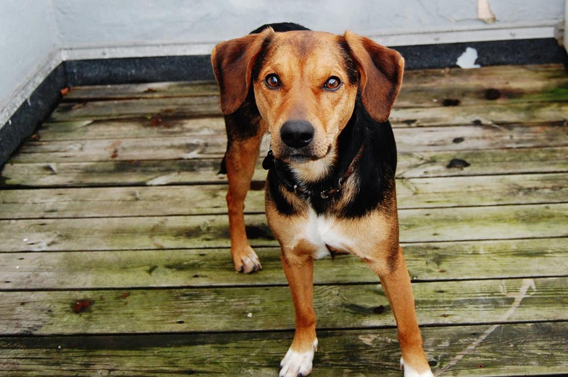 Blanding af racer Jackie billede 1