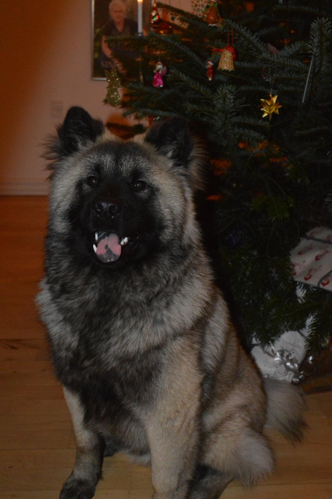 Eurasier Billy (Eurasierkrogen's Cæcar) - Første juleaften! billede 2