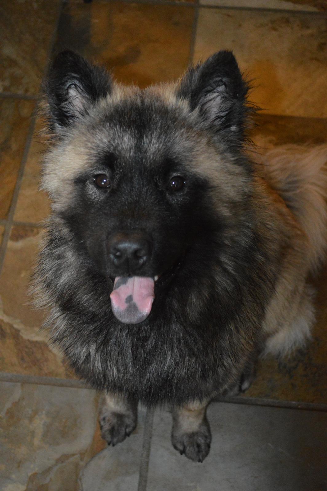 Eurasier Billy (Eurasierkrogen's Cæcar) - Efter en badetur i bruseren billede 3