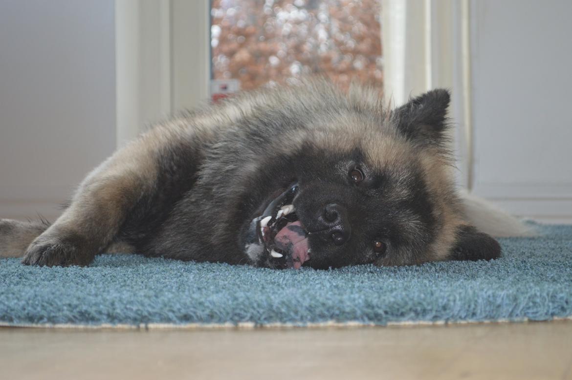Eurasier Billy (Eurasierkrogen's Cæcar) billede 1