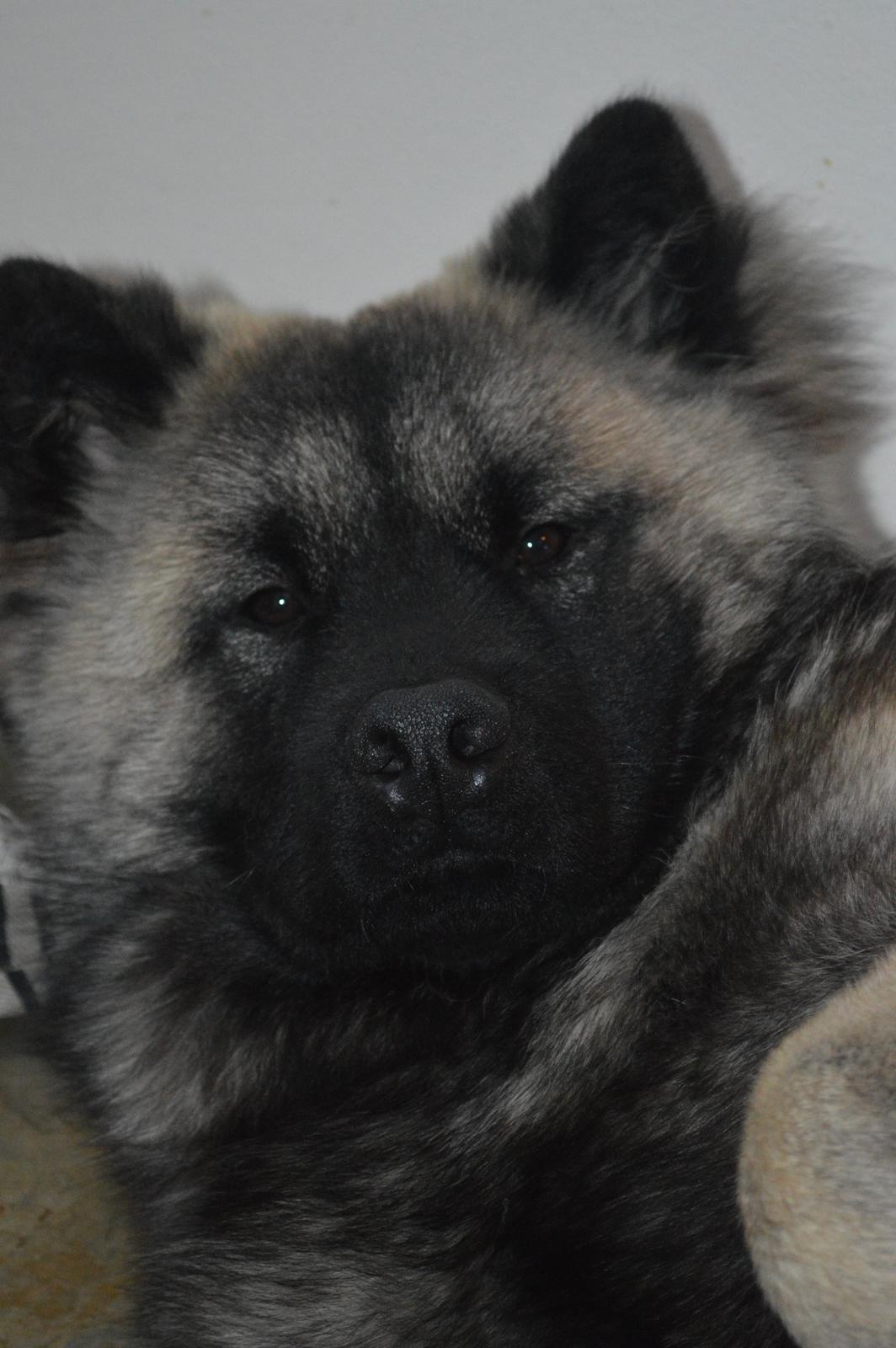 Eurasier Billy (Eurasierkrogen's Cæcar) billede 4