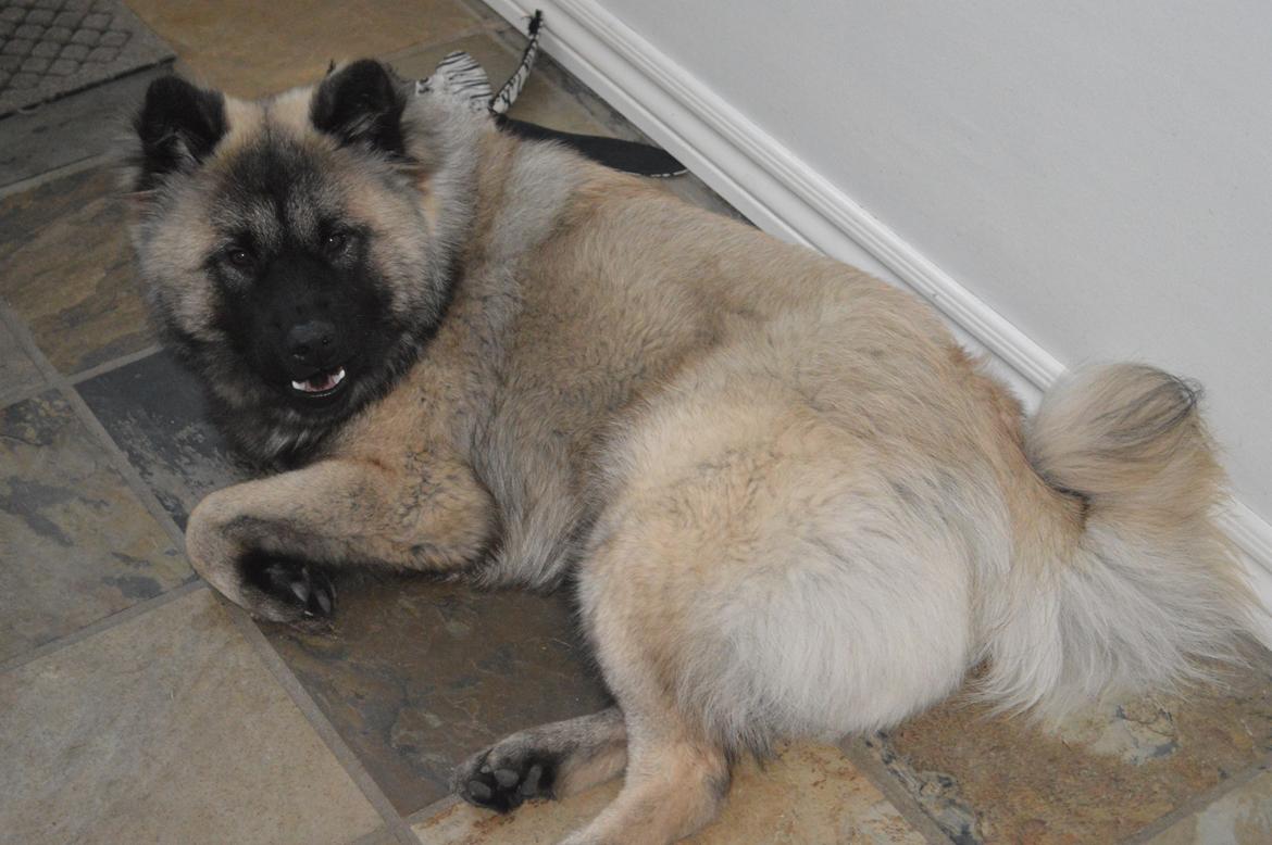 Eurasier Billy (Eurasierkrogen's Cæcar) billede 5