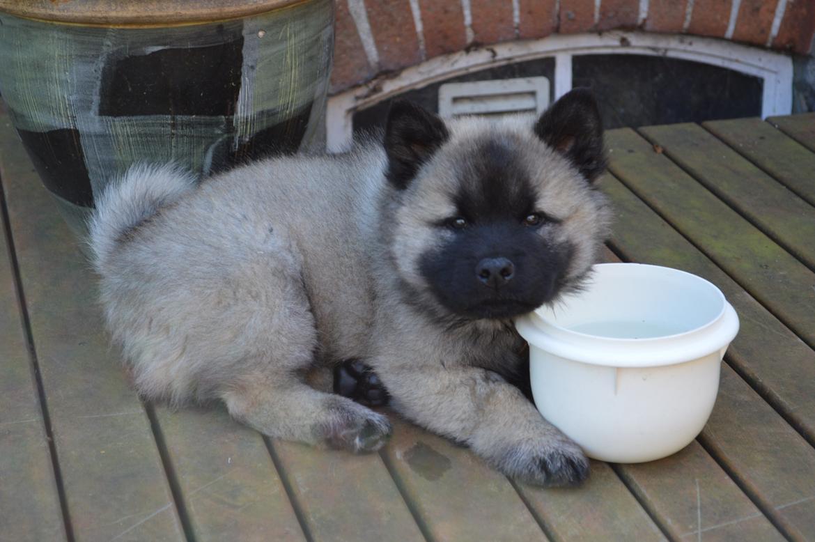 Eurasier Billy (Eurasierkrogen's Cæcar) - Lille og hvalpet billede 6