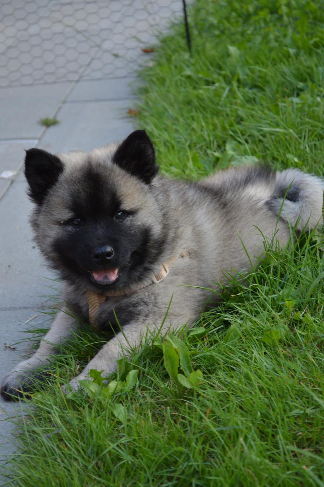 Eurasier Billy (Eurasierkrogen's Cæcar) - Hvalp billede 7