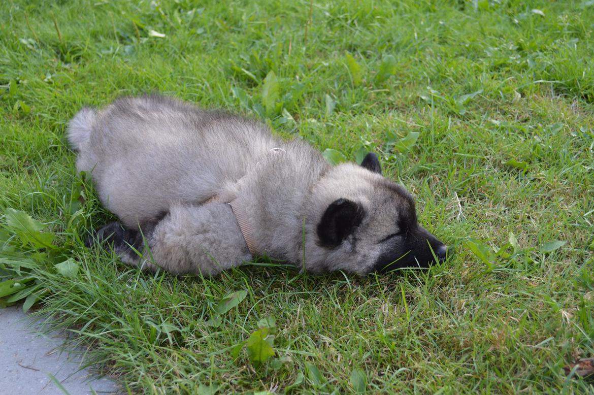 Eurasier Billy (Eurasierkrogen's Cæcar) billede 8