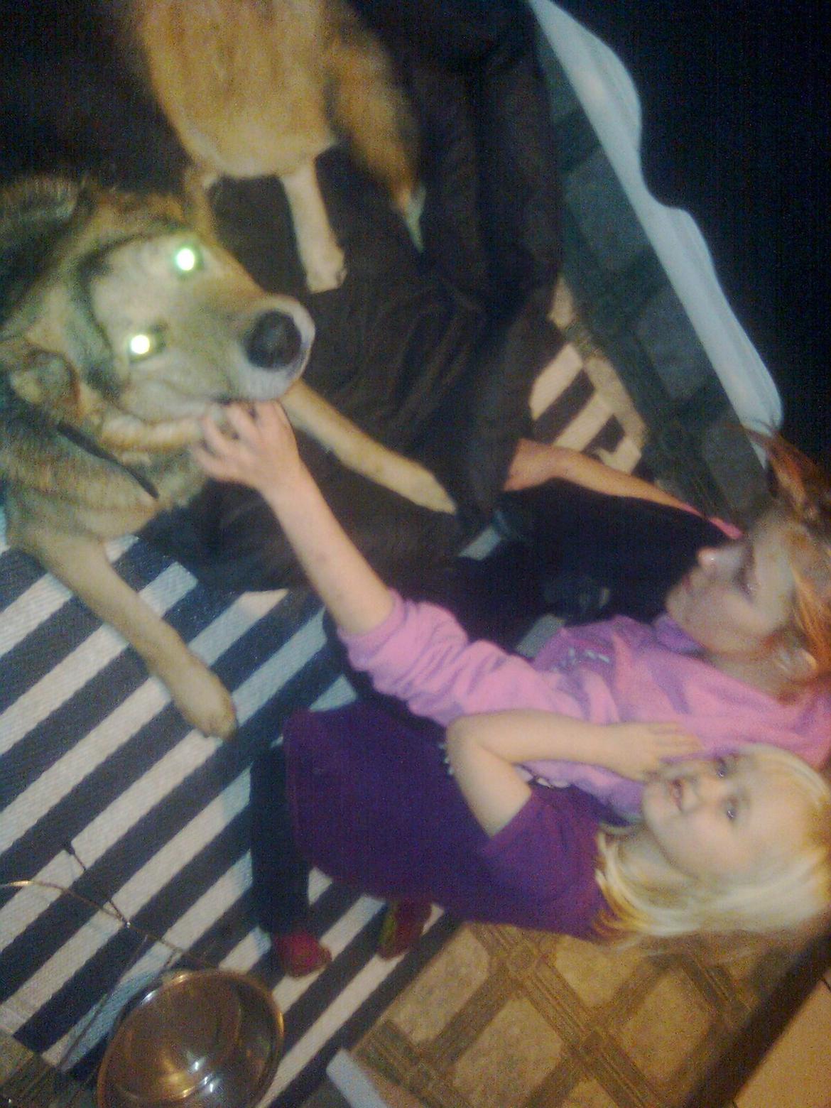 Schæferhund Tiger - hygger med datter og barnebarn. det min datters hund :) billede 1