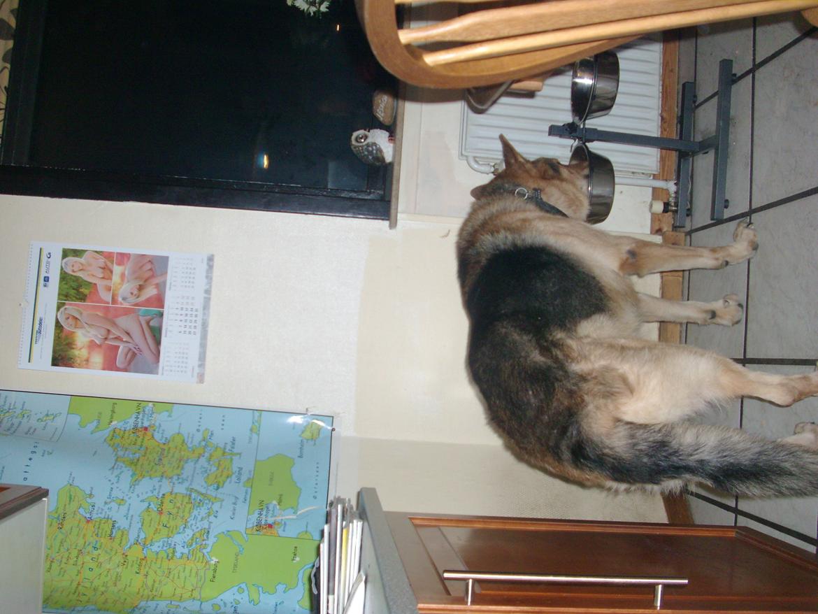 Schæferhund Tiger - spiser lige. billede 2