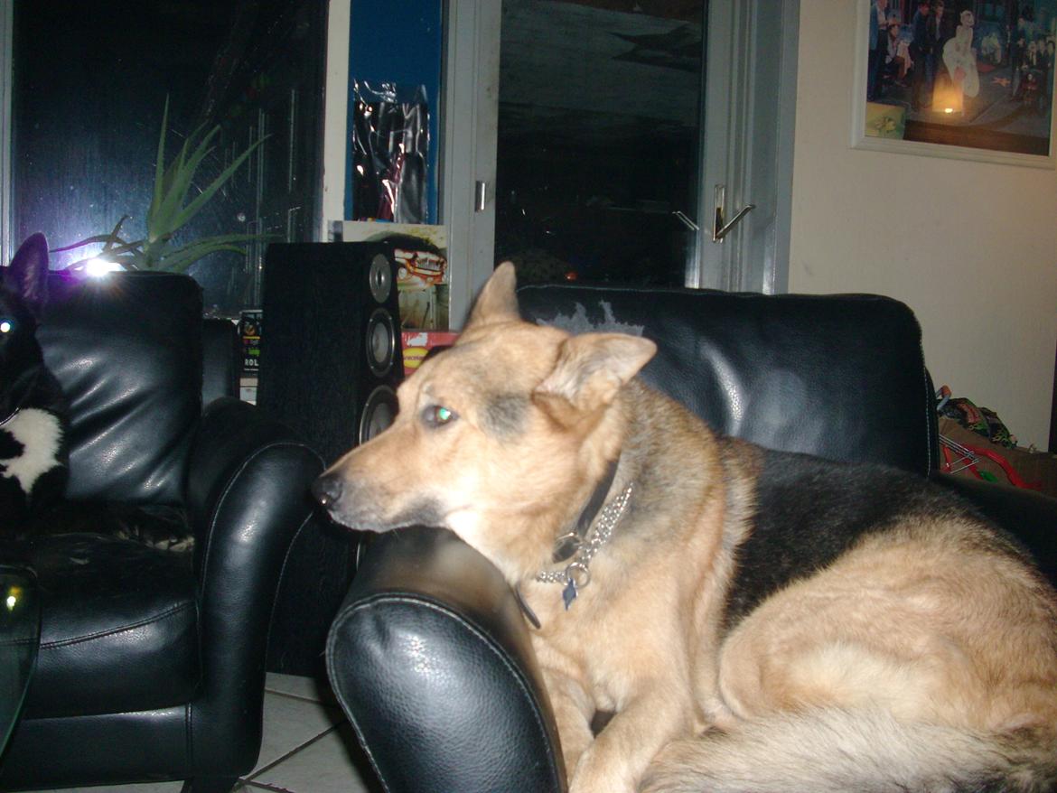 Schæferhund Tiger - ligger lige og slapper af i stolen, billede 3
