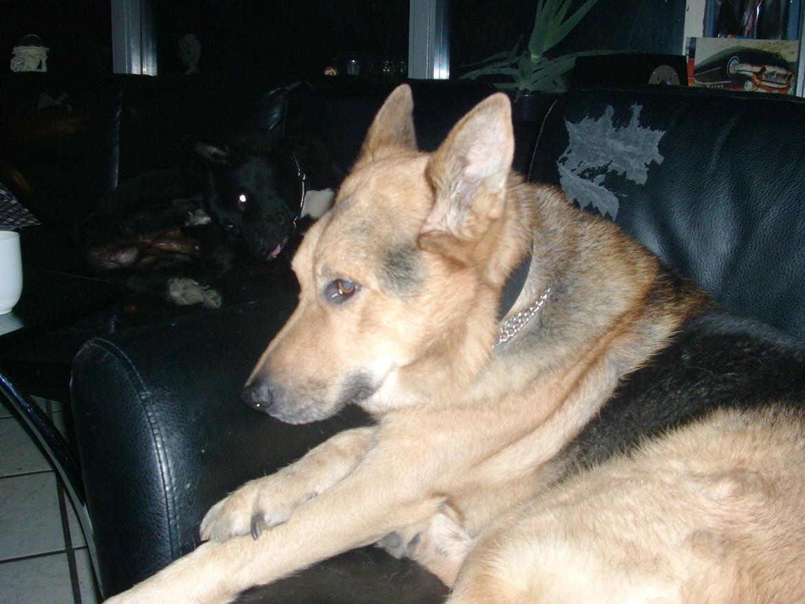 Schæferhund Tiger - hygger billede 4