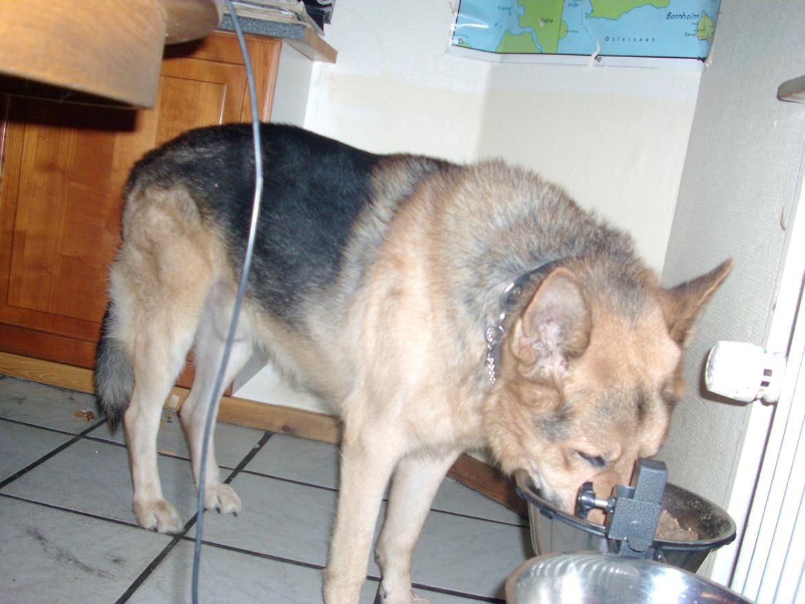 Schæferhund Tiger - spiser igen . billede 5