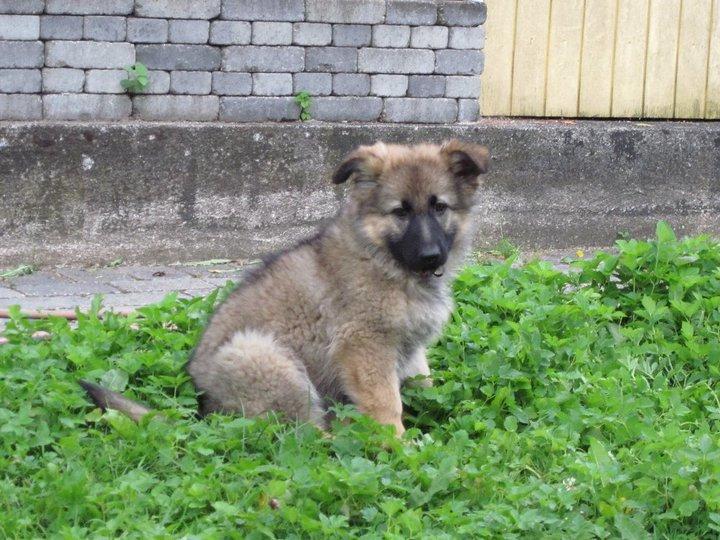 Schæferhund Zindy - Zindy som Hvallllp billede 15