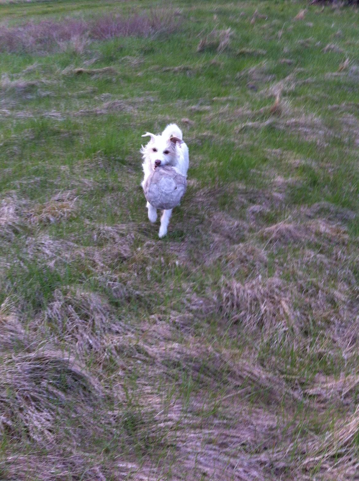 Jack russell terrier Coco billede 1