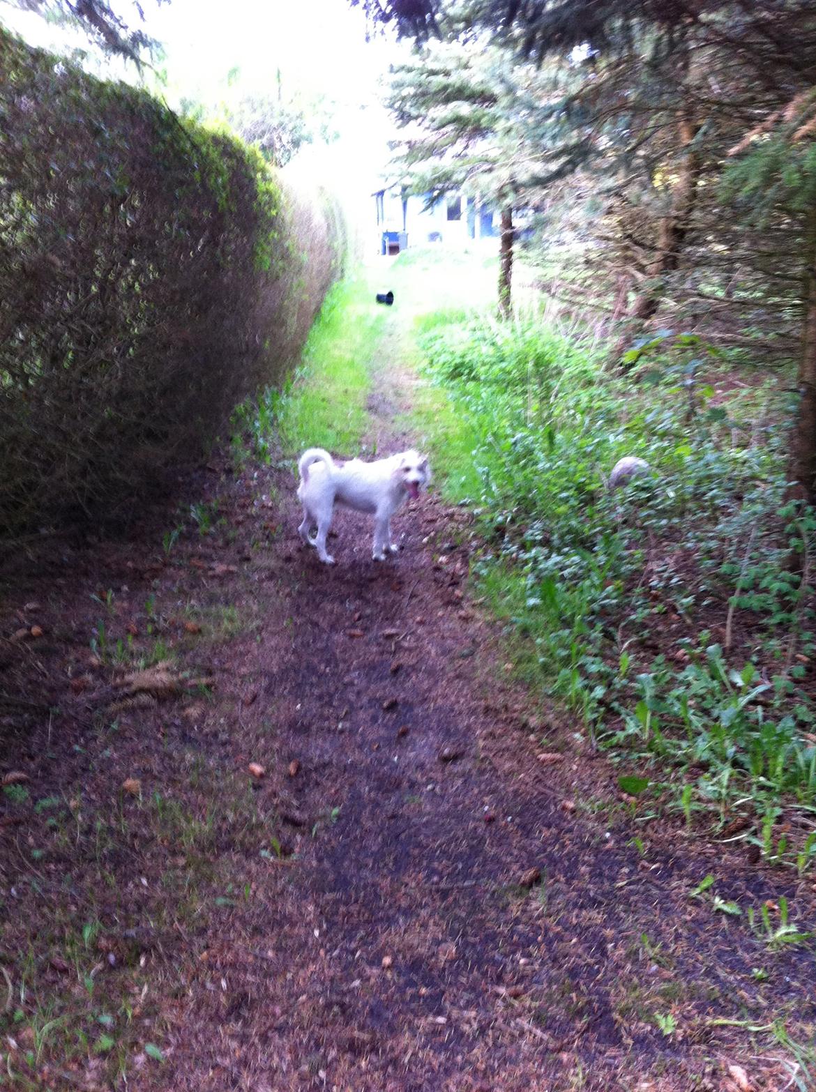 Jack russell terrier Coco billede 2