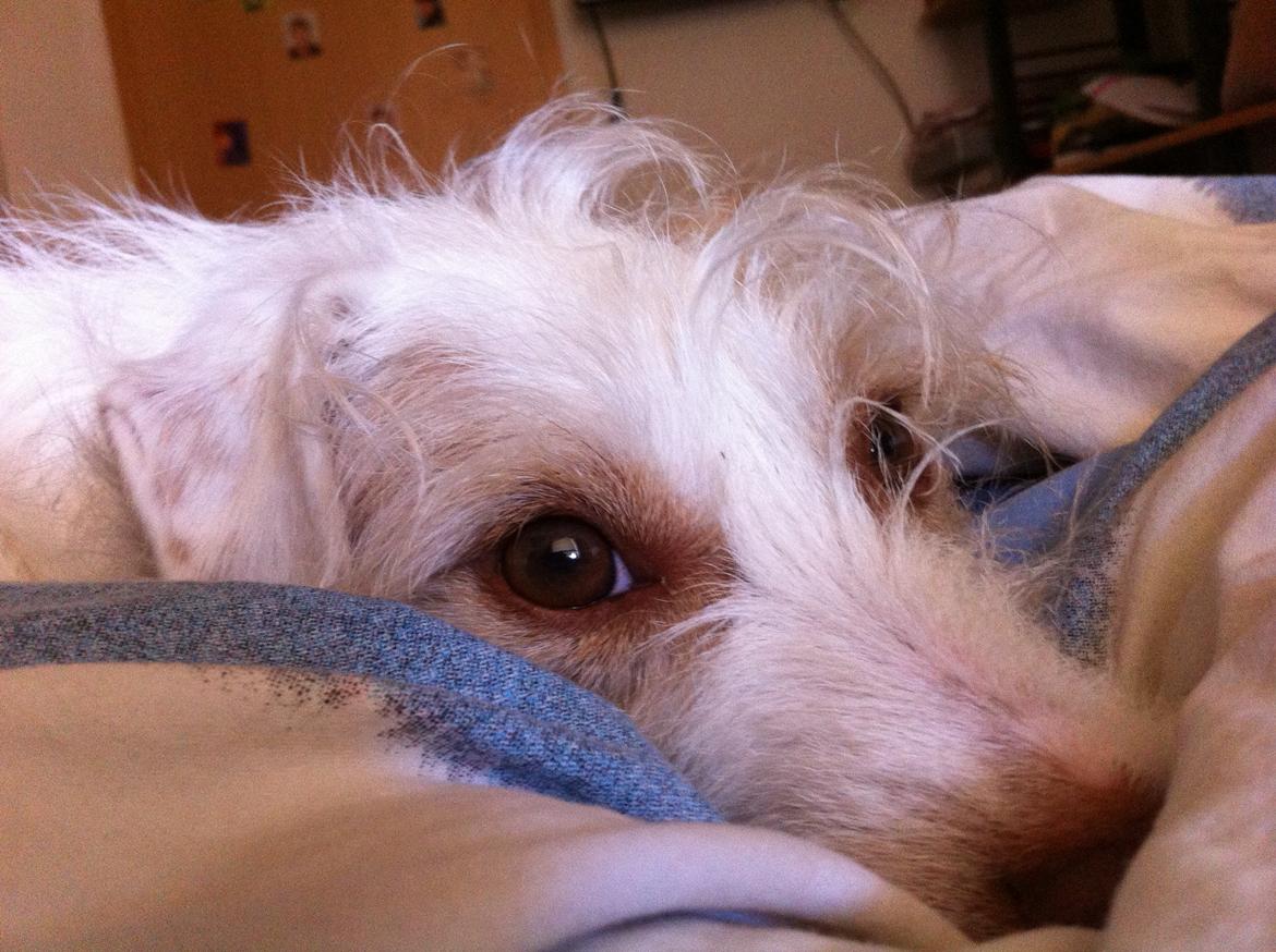 Jack russell terrier Coco billede 3