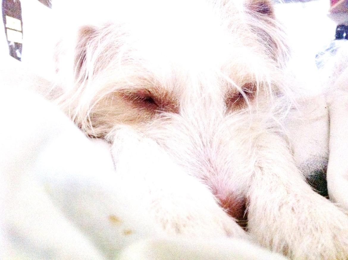 Jack russell terrier Coco billede 4