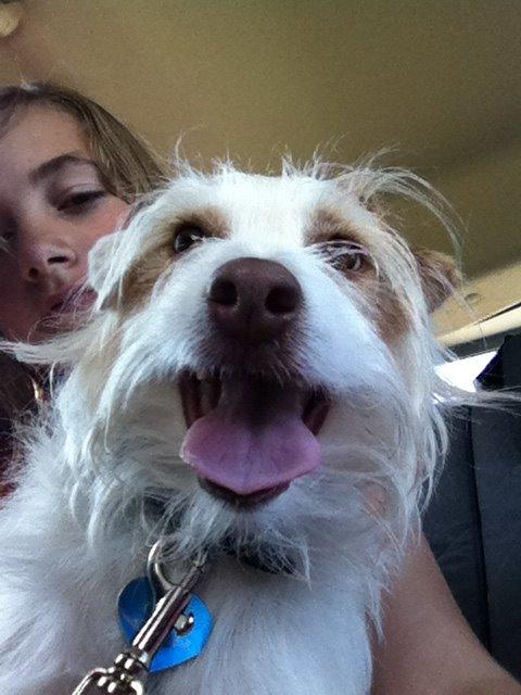 Jack russell terrier Coco billede 5